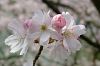 rosa Bl�ten 2