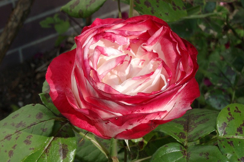 Rose, rot-wei