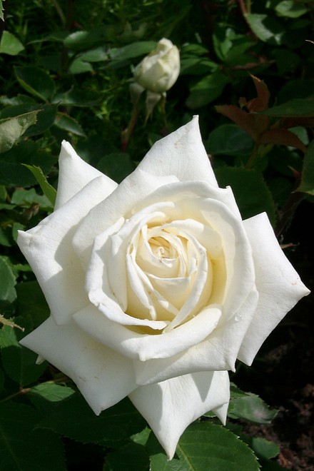 Edelrose 'Polarstern'