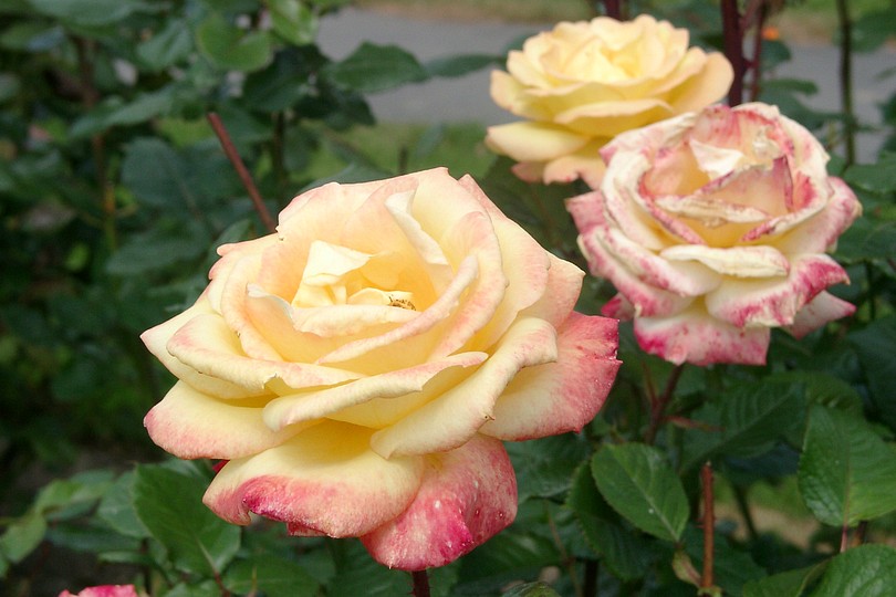 Rose 'Young Quinn'