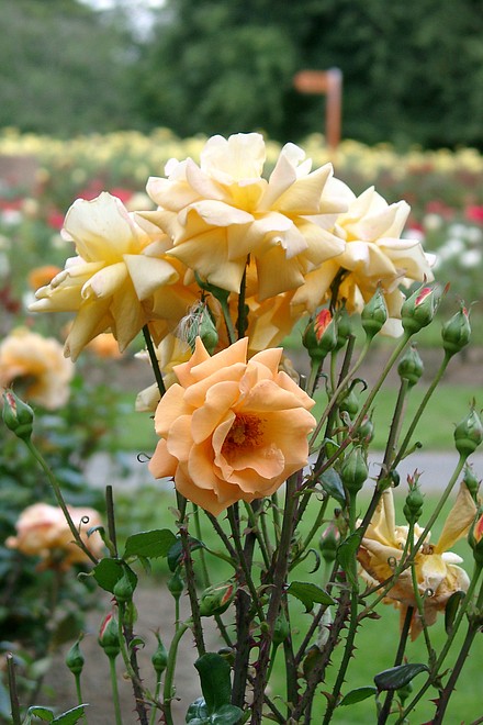 gelbe Rosen