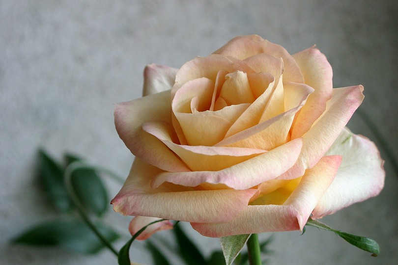 hellgelbe Rose