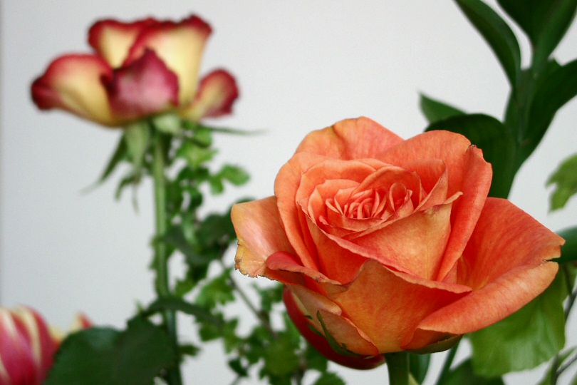 orange Rose