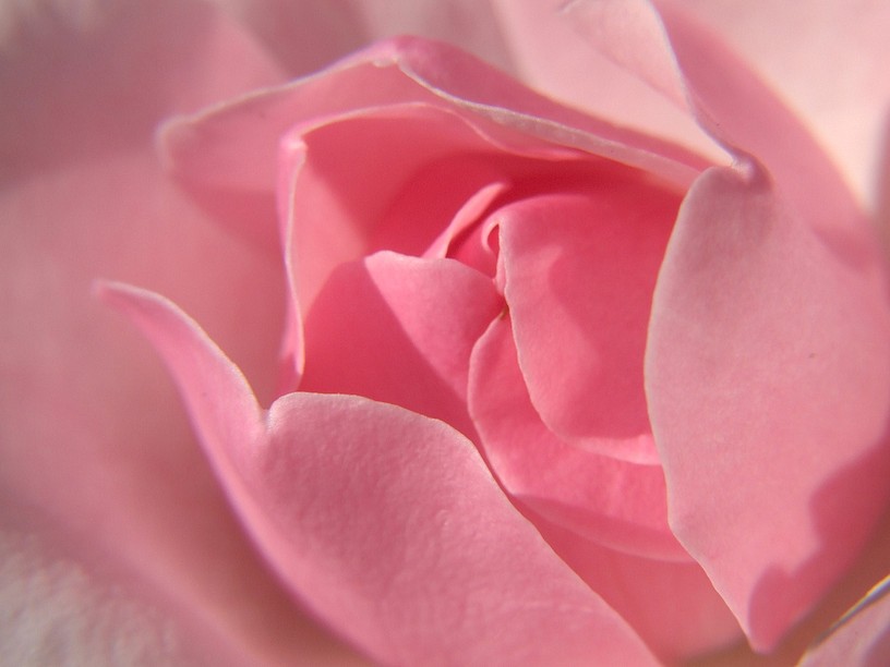 zarte rosa Rose