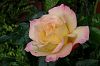 Rose, rosa-gelb