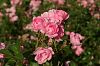 rosa Rosen