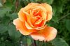 Hochstrauchrose 'Whiskey'