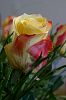 Rose, gelb-rot
