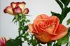 orange Rose