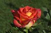 Rose im Abendlicht