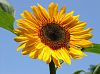 Sonnenblume