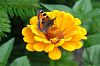 gelbe Bl�te mit Schmetterling