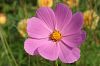 rosa Bl�te