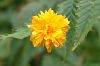 gelbe Buschbl�te