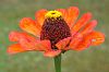 orange Bl�te