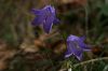 wilde Glockenblume