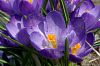 Krokusse