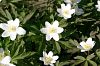 wei�e Kleinblumen