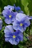blaue Stiefm�tterchen