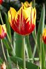 rot-gelbe Tulpe