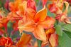 orange Bl�ten