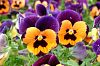 Stiefm�tterchen 'Joker Poker Face'
