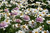 Blumenwiese