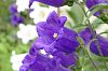 Glockenblume, lila