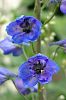 Blauer Rittersporn
