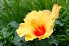 Hibiskusbl�te