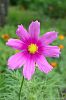 Bl�te, pink