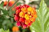 orange Bl�te