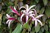 Bl�ten, rosa