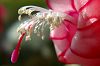 rosa Bl�tenmakro