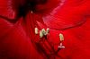 Amaryllis Bl�tenstempel