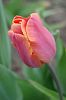 rosa Tulpe