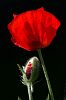 roter Mohn