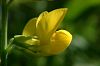 gelbe Wildblume