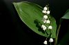 Maigl�ckchen