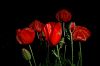 roter Mohn 2