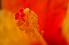 Hibiskus-Bl�tenstempel