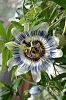 Passionsblume