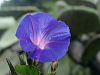 blaue Blume