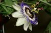 Passionsblume