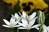 Sternblumen
