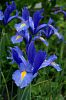 blaue Iris
