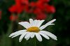 Margeritte vor Mohn