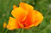 oranger Mohn?