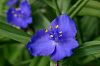 Schattenblume