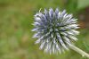 Distel